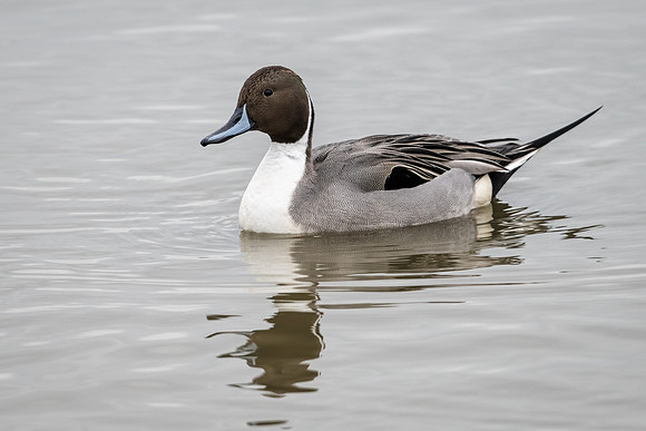 Pintail 0318