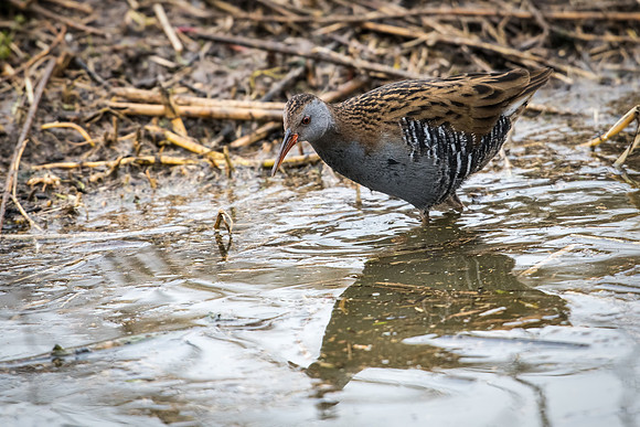 Water Rail -8