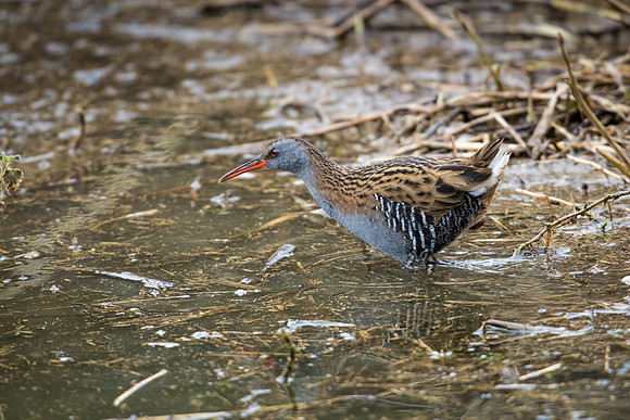 Water Rail -7