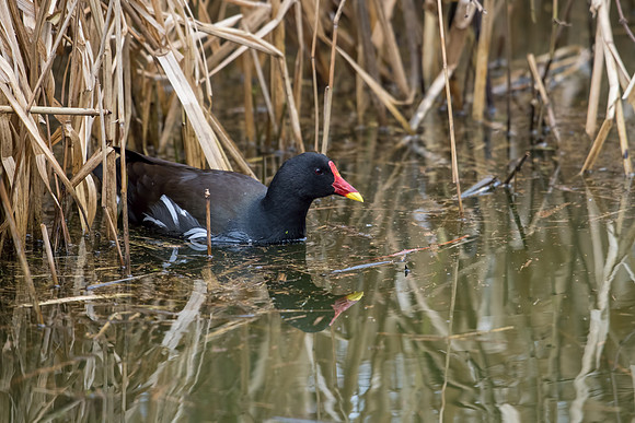 Moorhen Swimming out from Reeds