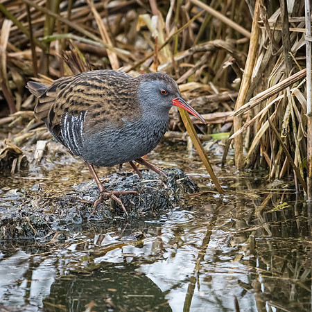 Water Rail -5