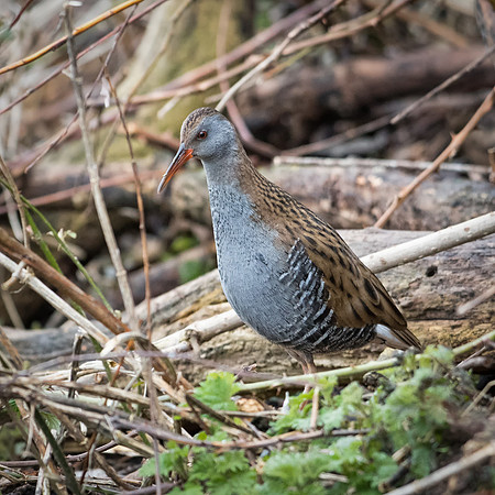 Water Rail -3