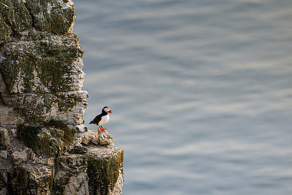 Puffin 290425-1