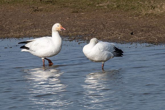 Snow Goose 220322