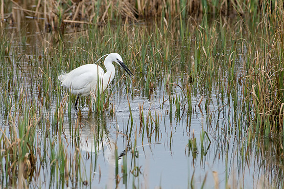Little Egret with Food