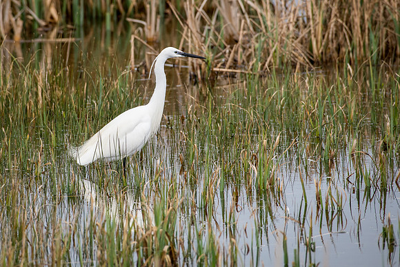 Little Egret Fishing
