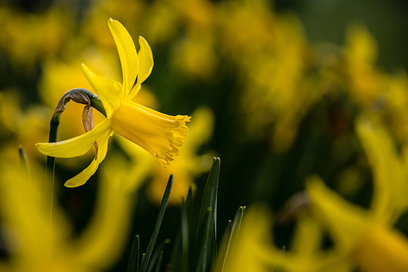 Wild Daffodil -1