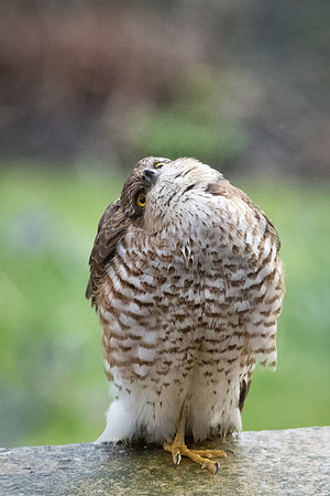 Sparrowhawk on Wall -2