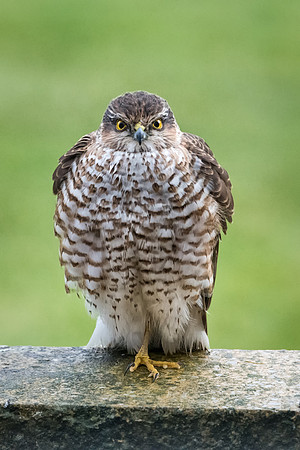 Sparrowhawk on Wall -1