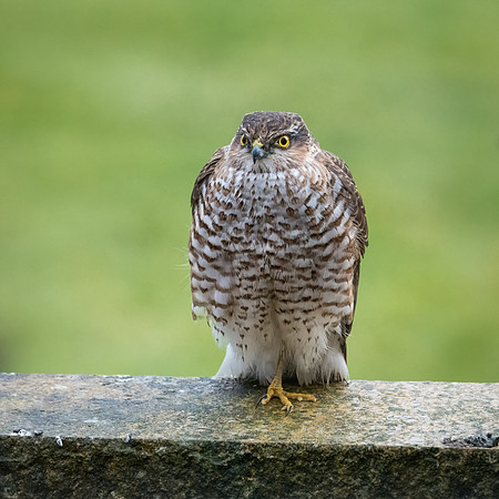 Sparrowhawk on Wall -3