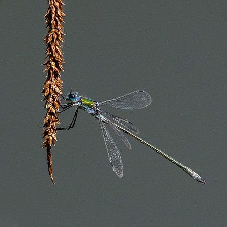 Emerald Damselfly 290623