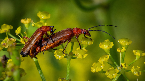 Common Red Soldier Beetles 290623