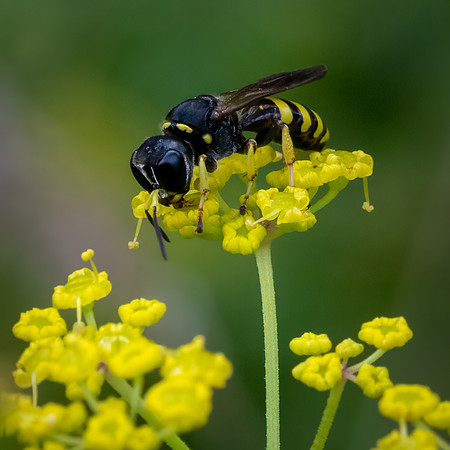 Wasp Ectemnius 290623