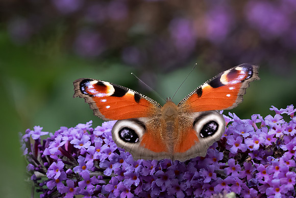 Peacock Butterfly 070823