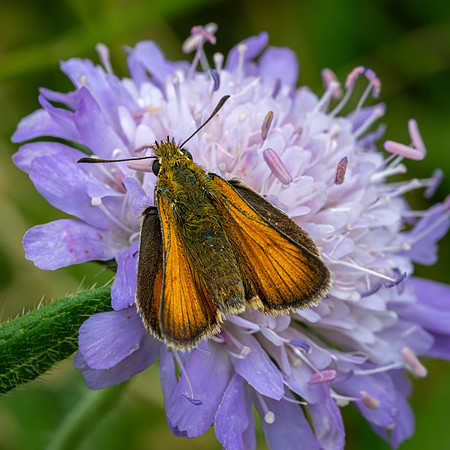 Large Skipper 060723