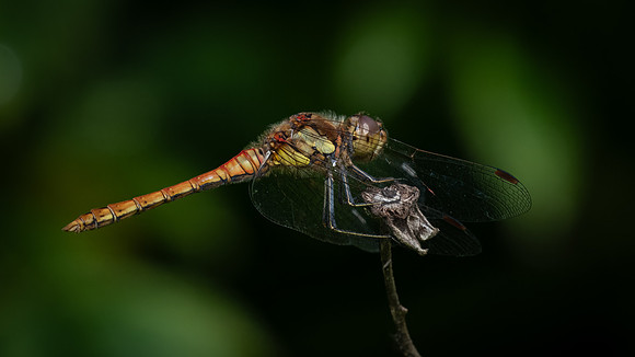 Common Darter 290723