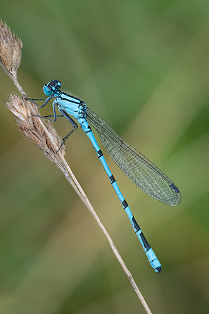 Common Blue Damselfly 290723-2