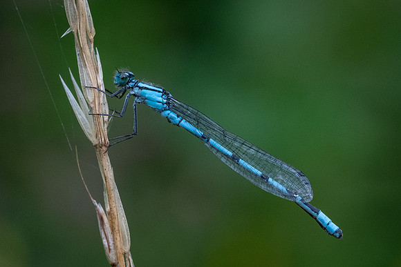 Common Blue Damselfly 290723-1
