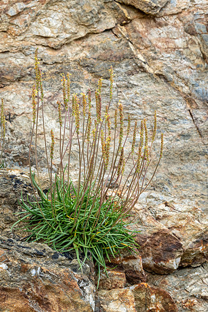 Sea Plantain -2
