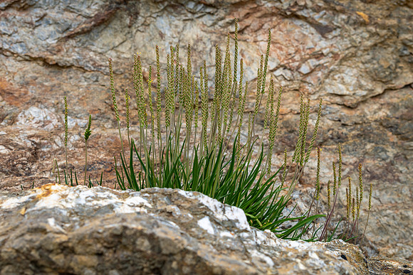 Sea Plantain -1