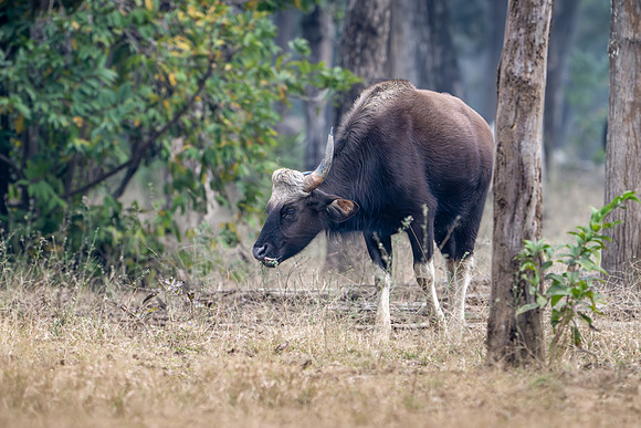 Gaur