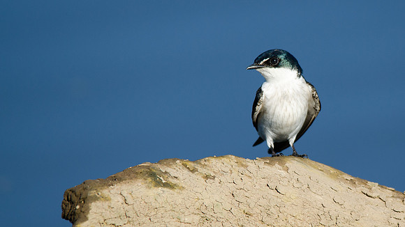 Mangrove Swallow