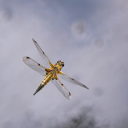 Four Spotted Chaser Flying