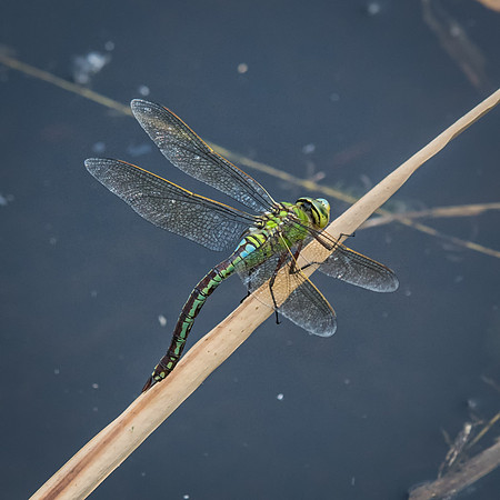 Emperor Dragonfly