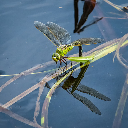 Emperor Dragonfly Laying Eggs -1
