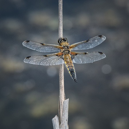 Four Spotted Chaser Resting -4