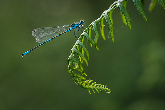 Northern Damselfly -1