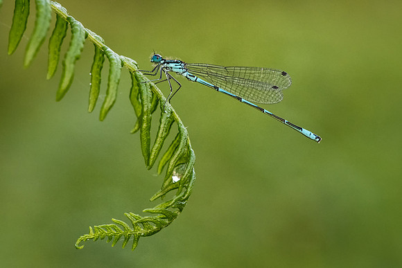 Northern Damselfly -2