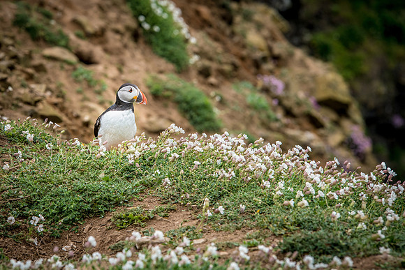 Puffin & Campion