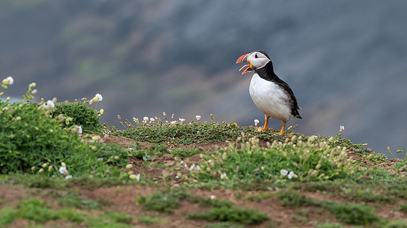 Puffin Yawn