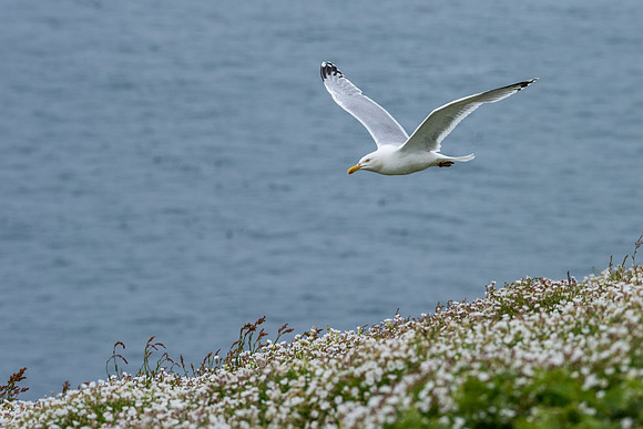 Herring Gull Patrolling the Cliffs