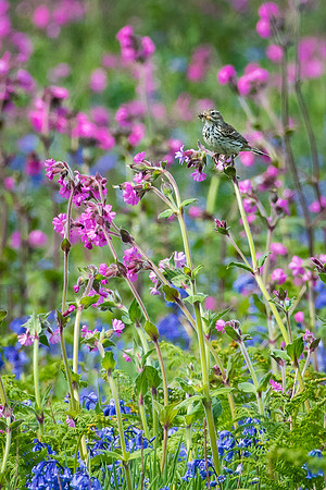 Meadow Pipit with Food