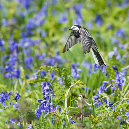 Pied Wagtail Catching Insects -1