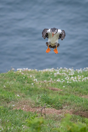 Just Dropping In