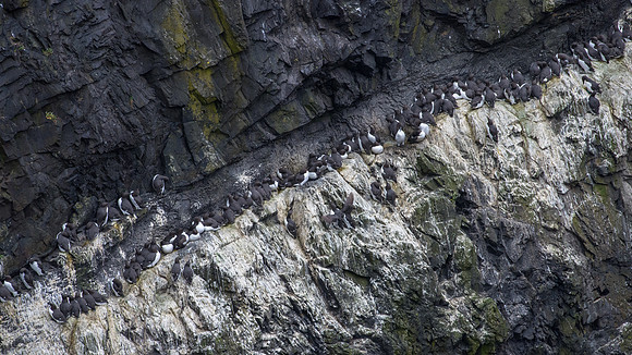 Precarious Nesting Guillemots