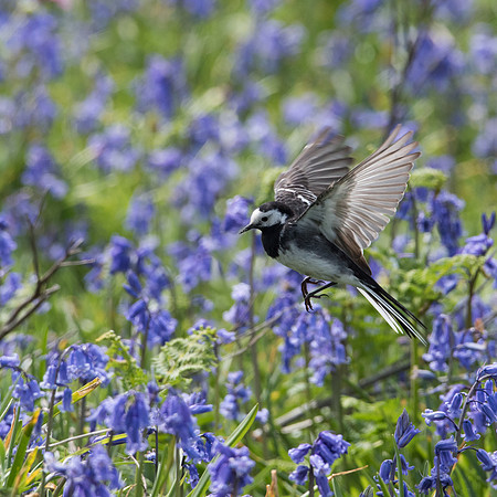 Pied Wagtail Catching Insects -2