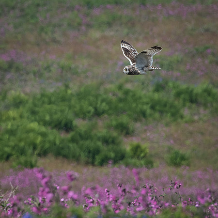 Short Eared Owl