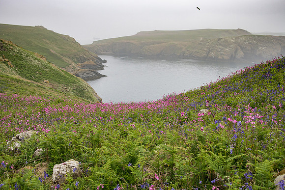 Skomer Morning Mist