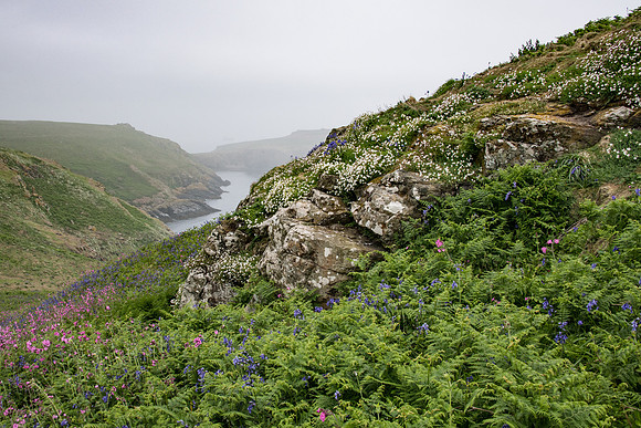 Skomer Ferns and Flowers