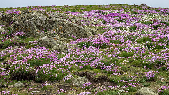 Skomer Flowers