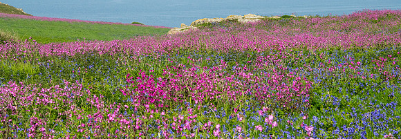Flower Field