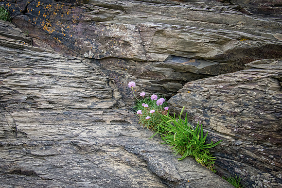 Sea Thrift & Rocks