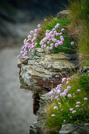 Sea Thrift Cliff