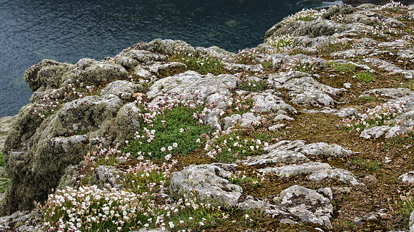 Sea Campion Rocks