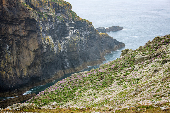 Skomer Cliff and Sea Campion