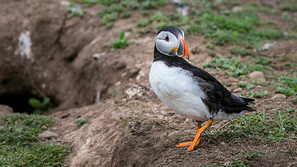 Puffin & Burrow